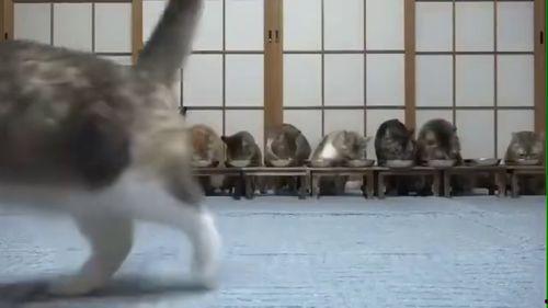 兰戈吃瓜视频,揭秘娱乐圈幕后故事