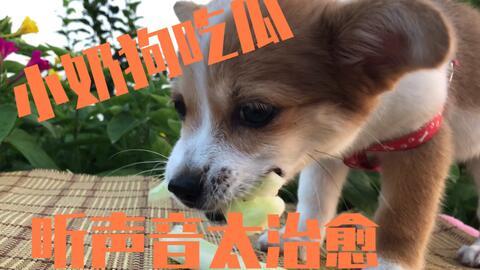 吃瓜小狗的配音视频大全,欢乐逗趣，萌态百出