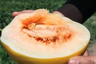 蜜瓜冰冻怎么吃最好吃视频,夏日清凉美味攻略