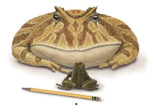 恐龙吃小刺瓜视频大全,揭秘史前巨兽的餐桌奇遇