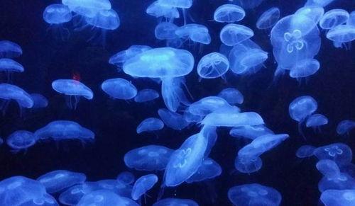 瓜水母吃瓜水母的视频,同类相食的惊悚一幕