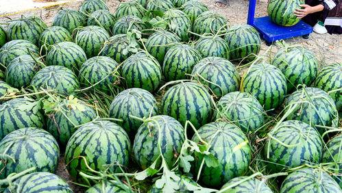 疫情泉州人吃瓜视频大全,吃瓜群众视角下的疫情视频大盘点