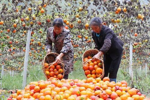 柯基可以吃吊瓜吗视频,揭秘宠物新宠