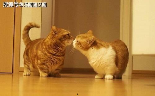 猫吃贝贝瓜粥好吗视频,美味与健康共存