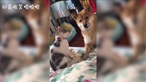 猫猫吃瓜震惊视频,萌态百出引网友热议