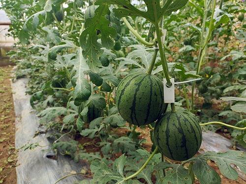 吊瓜太甜可以吃吗视频,揭秘其美味与食用指南