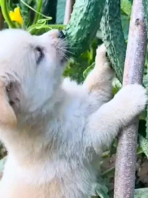 带你吃瓜搞笑遛狗视频大全,笑料横生！带你领略搞笑遛狗视频盛宴