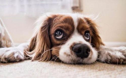 茄瓜狗狗可以吃吗视频,茄瓜狗狗能否食用，营养与风险全面分析