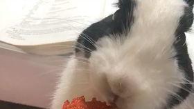 喵喵吃蓝瓜视频在线观看,萌态可掬吃瓜瞬间