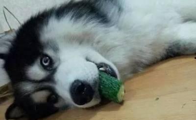 狗可以吃小瓜么嘛视频,揭秘小瓜是否适合狗狗食用