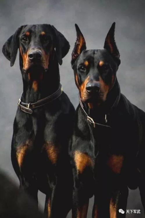 杜宾犬吃瓜现场视频播放,萌宠美食瞬间引网友热议