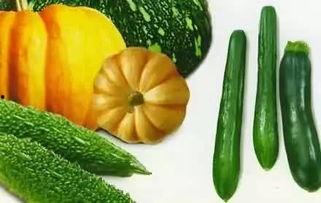 老妈妈吃烧瓜视频大全