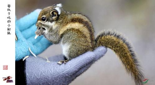 松鼠吃瓜叫唤声音视频,萌态十足引网友热议